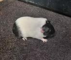 Cavia's zwart bont Gladhaar/Engels gekruind van showfokker, Cavia, Augustus, Meerdere dieren, Tam
