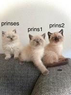 Ragdoll kittens langehaar, Meerdere dieren