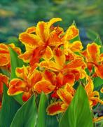 Canna Taraudant  knollen  3 stuks, Ophalen of Verzenden, Voorjaar, Volle zon, Knol