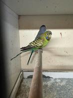 Blackface grasparkieten split blackwing, Meerdere dieren, Parkiet