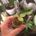 Anthurium papillilaminum x-one x portillae variegata, Ophalen of Verzenden, Halfschaduw, Minder dan 100 cm