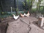Legkippen afstammeling witte leghorn, Dieren en Toebehoren, Pluimvee, Vrouwelijk, Kip
