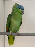 Amazone ⁠farinosa guatemalae, Dieren en Toebehoren, Mannelijk, Papegaai, Geringd