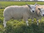 Texelaar jonge rammen, Mannelijk, Schaap, 0 tot 2 jaar