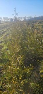 Coniferen ( brabant thuja), Ophalen, Conifeer, 100 tot 250 cm