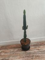 Prachtige cowboy cactus incl pot, Huis en Inrichting, Ophalen, Cactus, Minder dan 100 cm