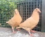 Gele postduiven, kleurpostduiven, duiven, Meerdere dieren, Postduif