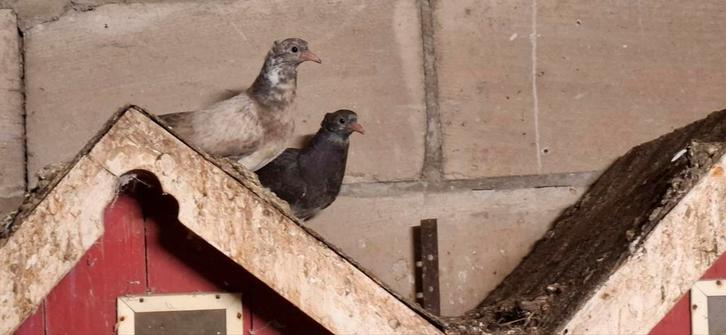 Te koop sierduiven, Dieren en Toebehoren, Vogels | Duiven, Overige soorten, Meerdere dieren