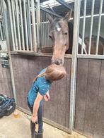 Verzorg pony gezocht!!!!, Dieren en Toebehoren, Paarden en Pony's | Verzorgingsproducten, Ophalen of Verzenden, Zo goed als nieuw