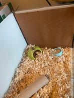 Terarrium, Dieren en Toebehoren, Minder dan 75 cm, Zo goed als nieuw, Hamster, Hok