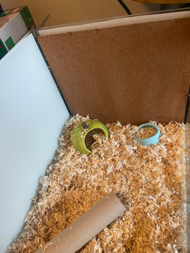 Terarrium, Dieren en Toebehoren, Knaagdieren en Konijnen | Hokken en Kooien, Zo goed als nieuw, Hok, Minder dan 60 cm, Minder dan 75 cm