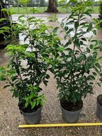 Portugese Laurier, Haagplant, Prunus lusitanica Angustifolia, Ophalen, Laurier, Haag, Minder dan 100 cm