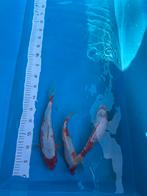 Koi karpers te koop, Dieren en Toebehoren, Vissen | Vijvervissen, Karper of Koi