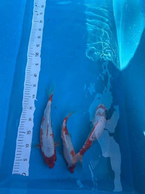 Koi karpers te koop, Dieren en Toebehoren, Vissen | Vijvervissen, Karper of Koi