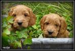 cockapoo pups, Dieren en Toebehoren, Nederland, Overige rassen, 8 tot 15 weken, CDV (hondenziekte)