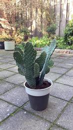 Cactus, Tuin en Terras, Planten | Tuinplanten, Ophalen, Vaste plant, Overige soorten, Volle zon