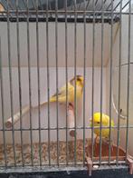 Kanarie x yorkshire, Dieren en Toebehoren, Meerdere dieren, Postuurkanarie