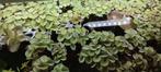 Salvinia Minima | Drijfplant | Drijvend waterfilter, Overige typen, Zoetwatervis