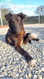 Hond zoekt baasje, Particulier, Reu, 1 tot 2 jaar, Buitenland