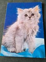 Snoezige fluffy kitten, Verzenden, 1960 tot 1980, Gelopen, Hond of Kat