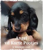 Nog 1 Prachtig Dwergteckel pupje Langhaar met ARFE stamboom, Dieren en Toebehoren, Fokker | Hobbymatig, Rabiës (hondsdolheid)