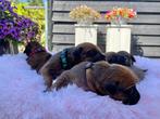 Net geboren: Rhodesian Ridgeback pups met stamboom, Dieren en Toebehoren, Overige rassen, CDV (hondenziekte), 8 tot 15 weken, Meerdere