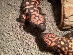 Heloderma Suspectum S., Dieren en Toebehoren, Reptielen en Amfibieën, Hagedis