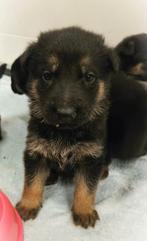 Duitse herder pups, 8 tot 15 weken, Meerdere, Meerdere dieren, Herder