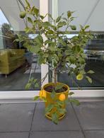 Citroenboompje met geel geglazuurde pot, Overige soorten, Minder dan 100 cm, Zomer, Ophalen