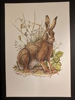 Haas, Verzenden, 1980 tot heden, Zo goed als nieuw, Dier