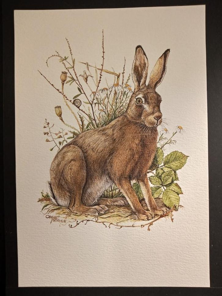 Haas, Verzamelen, Foto's en Prenten, Zo goed als nieuw, Prent, Dier, 1980 tot heden, Verzenden