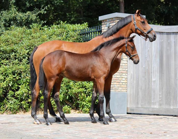 Prachtig merrieveulen, Dieren en Toebehoren, Paarden, Merrie, 0 tot 2 jaar, Dressuurpaard, Ontwormd