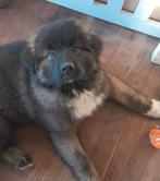 Prachtige aparte mix pups..(evt bezorgd aan huis!), Dieren en Toebehoren, Honden | Poolhonden, Keeshonden en Oertypen, Overige rassen