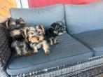 Yorkshire terriër puppy’s te koop, Yorkshire Terriër, Particulier, Rabiës (hondsdolheid), 8 tot 15 weken