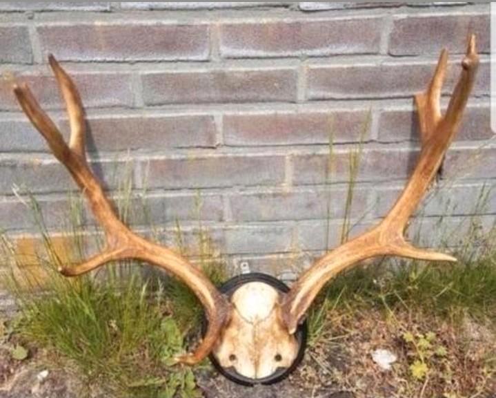 Prachtig antiek gewei - geweien klassiek rond schild schedel, Verzamelen, Dierenverzamelingen, Zo goed als nieuw, Schedel, Hert