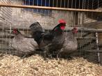 Australorp te koop!, Dieren en Toebehoren, Pluimvee, Meerdere dieren, Kip