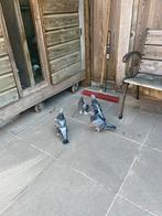 Takla Duiven, Meerdere dieren