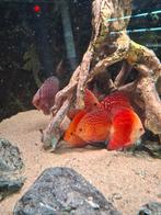 Discus red melons, Dieren en Toebehoren, Meerdere dieren, Kip