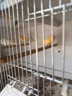 Kanaries, Dieren en Toebehoren, Vogels | Kanaries, Meerdere dieren, Kleurkanarie