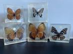 Vlinders in hars., Verzamelen, Ophalen of Verzenden, Zo goed als nieuw, Insect, Opgezet dier