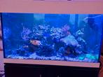 Compleet zoutwater aquarium, Ophalen, Gebruikt, Gevuld zeewateraquarium
