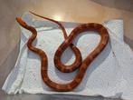 Hypo Bloodred Low Pied Corn Snakes - Pair, Slang