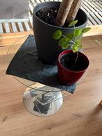 Glazen tafeltje, Huis en Inrichting, 45 tot 60 cm, Minder dan 55 cm, Rond, Ophalen of Verzenden