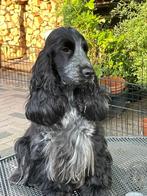 engelse cockerspaniel, Dieren en Toebehoren, CDV (hondenziekte), 8 tot 15 weken, Geslacht onbekend, Meerdere