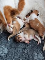 Schotse collie pups, Dieren en Toebehoren, Particulier, Rabiës (hondsdolheid), Meerdere, 8 tot 15 weken