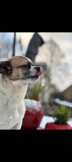 Lieve dekreu, Ophalen