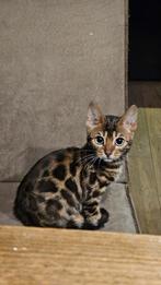 Bengaalse katten, Dieren en Toebehoren, Katten en Kittens | Raskatten | Korthaar