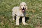 Goldendoodle pups te koop (groot formaat), België, Rabiës (hondsdolheid), Overige rassen, 8 tot 15 weken