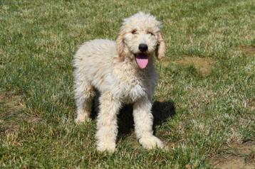 Goldendoodle pups te koop (groot formaat) beschikbaar voor biedingen