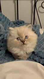 Perzische langhaar + britse korthaar mix, Poes